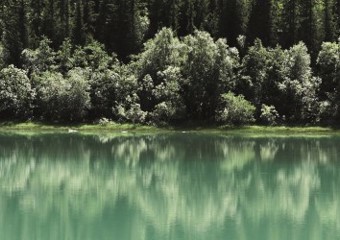 Trees and water